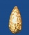 bd263v